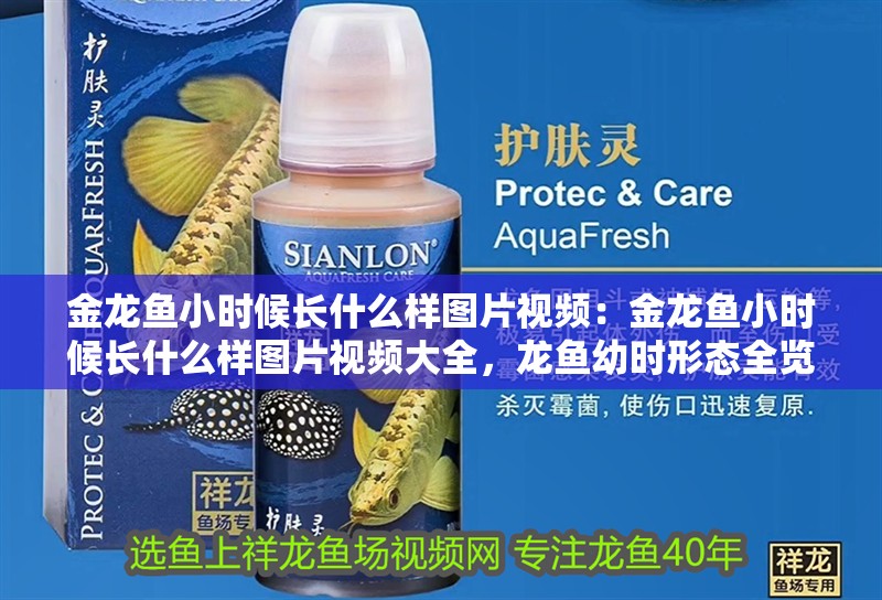 金龍魚小時候長什么樣圖片視頻：金龍魚小時候長什么樣圖片視頻大全，龍魚幼時形態全覽，高清圖片與視頻集錦