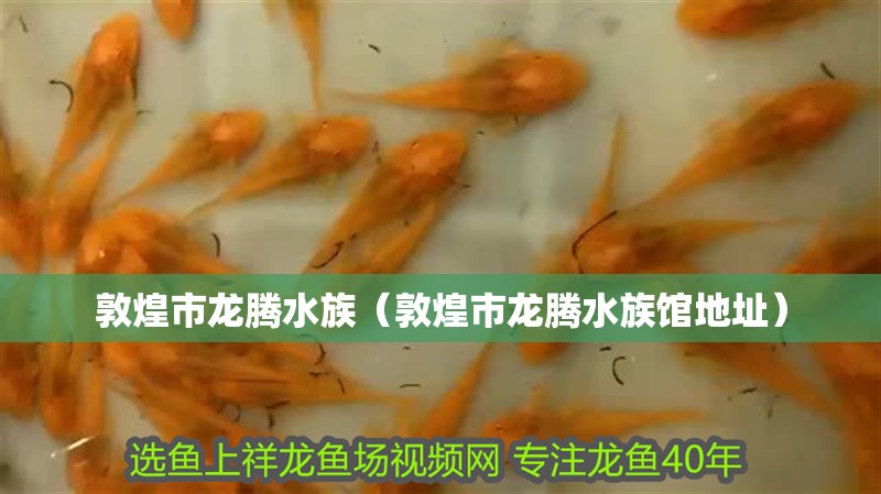 敦煌市龍騰水族（敦煌市龍騰水族館地址） 敦煌市龍騰水族（敦煌市龍騰水族館地址） 全國(guó)水族館企業(yè)名錄 第2張