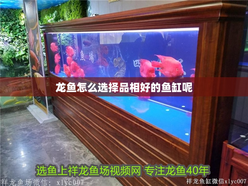 龍魚怎么選擇品相好的魚缸呢