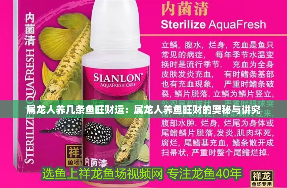 屬龍人養幾條魚旺財運：屬龍人養魚旺財的奧秘與講究