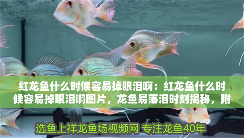 紅龍魚什么時候容易掉眼淚啊：紅龍魚什么時候容易掉眼淚啊圖片，龍魚易落淚時刻揭秘，附高清圖片解析 紅龍魚什么時候容易掉眼淚啊：紅龍魚什么時候容易掉眼淚啊圖片，龍魚易落淚時刻揭秘，附高清圖片解析 水族問答