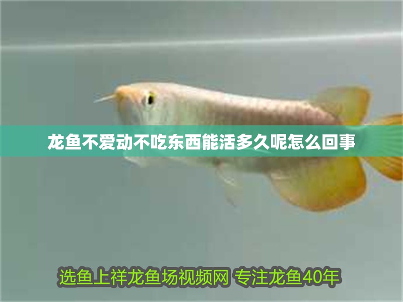 龍魚不愛動不吃東西能活多久呢怎么回事