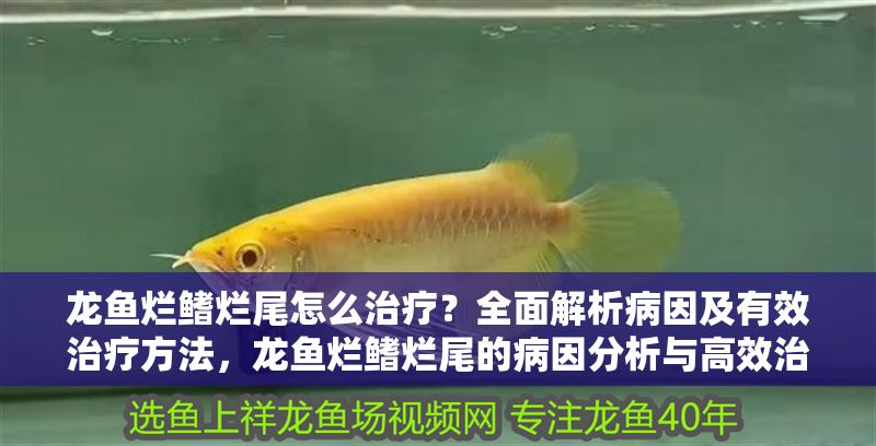 龍魚爛鰭爛尾怎么治療？全面解析病因及有效治療方法，龍魚爛鰭爛尾的病因分析與高效治療全攻略