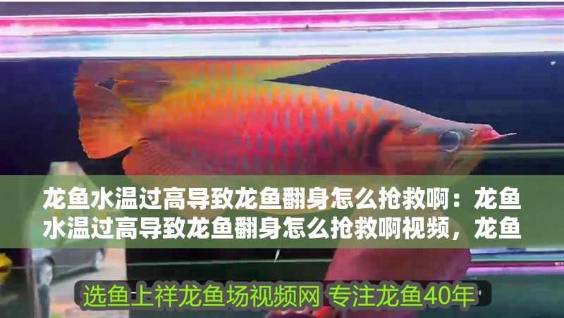龍魚水溫過高導致龍魚翻身怎么搶救啊：龍魚水溫過高導致龍魚翻身怎么搶救啊視頻，龍魚因水溫過高翻身的緊急搶救方法與視頻指南