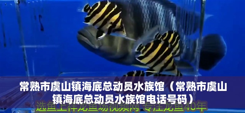 常熟市虞山鎮(zhèn)海底總動(dòng)員水族館（常熟市虞山鎮(zhèn)海底總動(dòng)員水族館電話號(hào)碼）