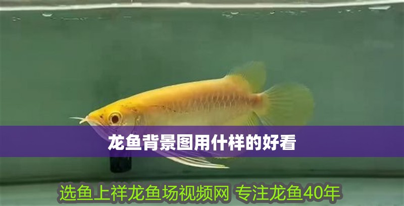 龍魚背景圖用什樣的好看