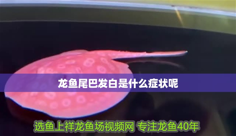 龍魚尾巴發(fā)白是什么癥狀呢