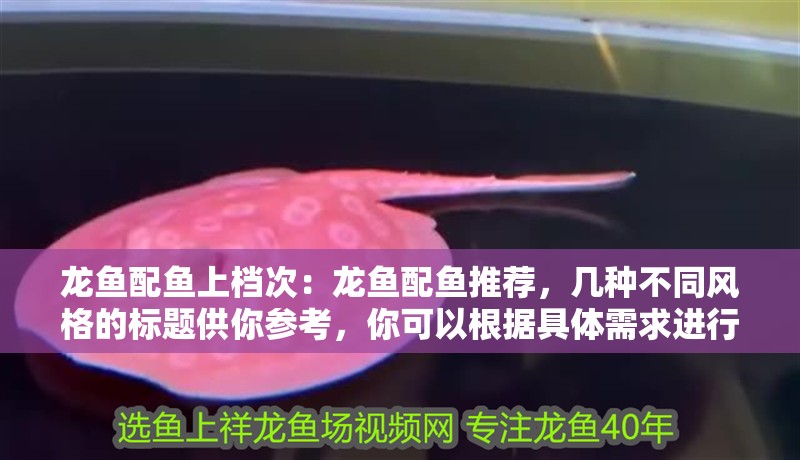 龍魚配魚上檔次：龍魚配魚推薦，幾種不同風格的標題供你參考，你可以根據具體需求進行選擇，，實用干貨風，龍魚配魚攻略，打造高檔次水族箱，吸睛夸張風，驚！這些配魚讓龍魚瞬間提升N個檔次！，簡潔直白風，龍魚優質配魚推薦，輕松上檔次 龍魚配魚上檔次：龍魚配魚推薦，幾種不同風格的標題供你參考，你可以根據具體需求進行選擇，，實用干貨風，龍魚配魚攻略，打造高檔次水族箱，吸睛夸張風，驚！這些配魚讓龍魚瞬間提升N個檔次！，簡潔直白風，龍魚優質配魚推薦，輕松上檔次 水族問答