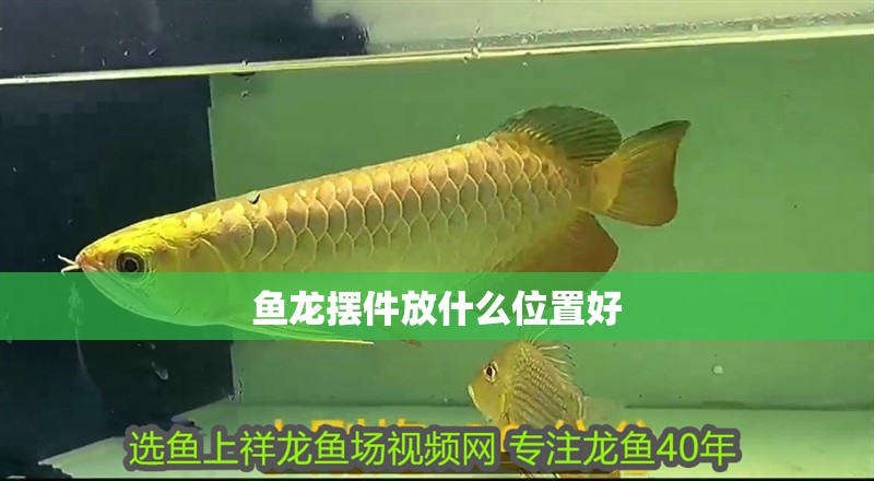 魚龍擺件放什么位置好