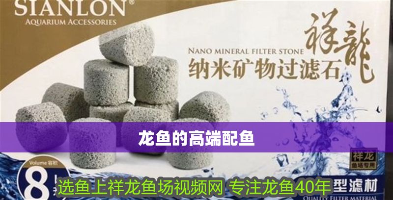 龍魚的高端配魚 龍魚的高端配魚 龍魚百科 第2張