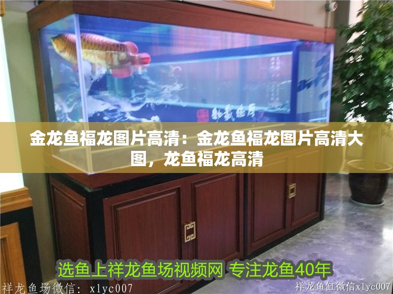 金龍魚福龍圖片高清：金龍魚福龍圖片高清大圖，龍魚福龍高清