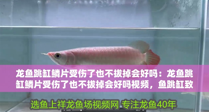 龍魚跳缸鱗片受傷了也不拔掉會好嗎：龍魚跳缸鱗片受傷了也不拔掉會好嗎視頻，魚跳缸致鱗片受傷不拔能否自愈？附視頻