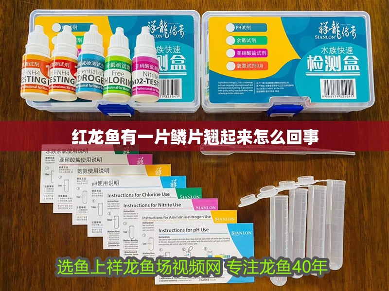 紅龍魚有一片鱗片翹起來怎么回事