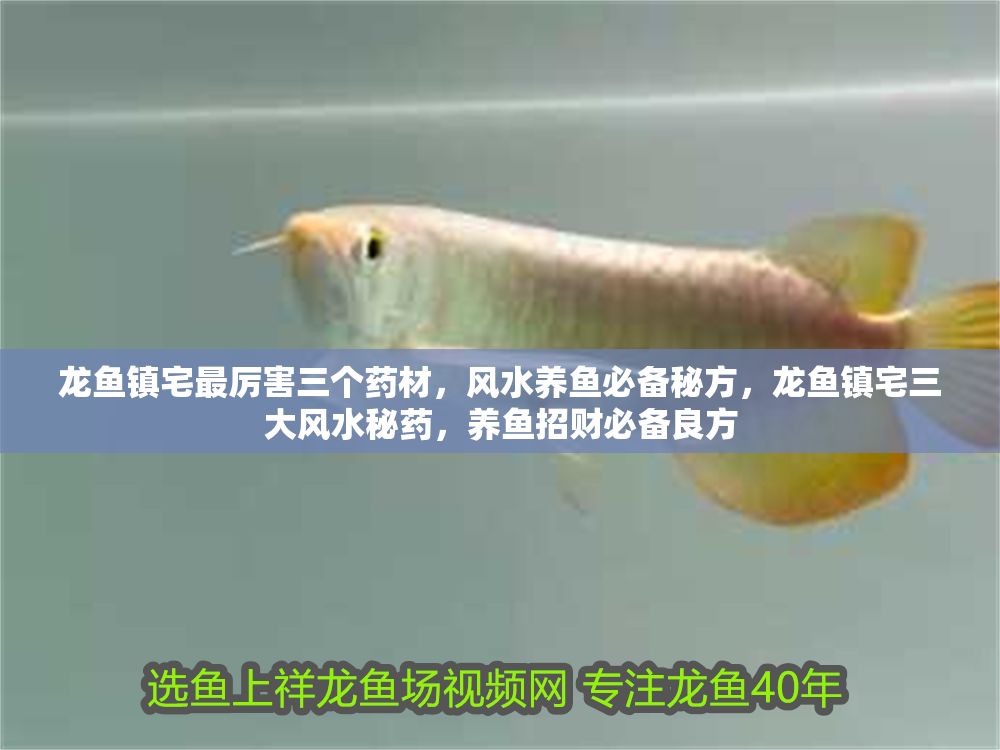 龍魚鎮(zhèn)宅最厲害三個藥材，風(fēng)水養(yǎng)魚必備秘方，龍魚鎮(zhèn)宅三大風(fēng)水秘藥，養(yǎng)魚招財必備良方