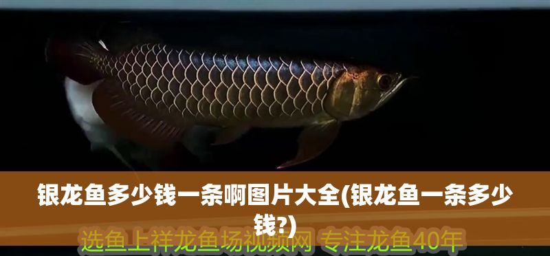 銀龍魚多少錢一條啊圖片大全(銀龍魚一條多少錢?) 銀龍魚多少錢一條啊圖片大全(銀龍魚一條多少錢?) 銀龍魚百科 第1張