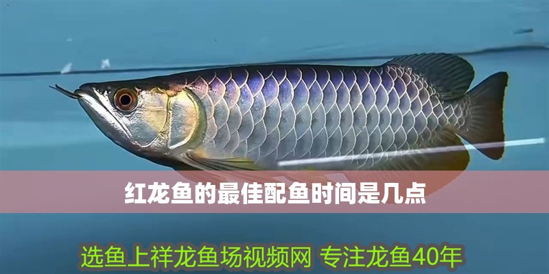 紅龍魚的最佳配魚時間是幾點