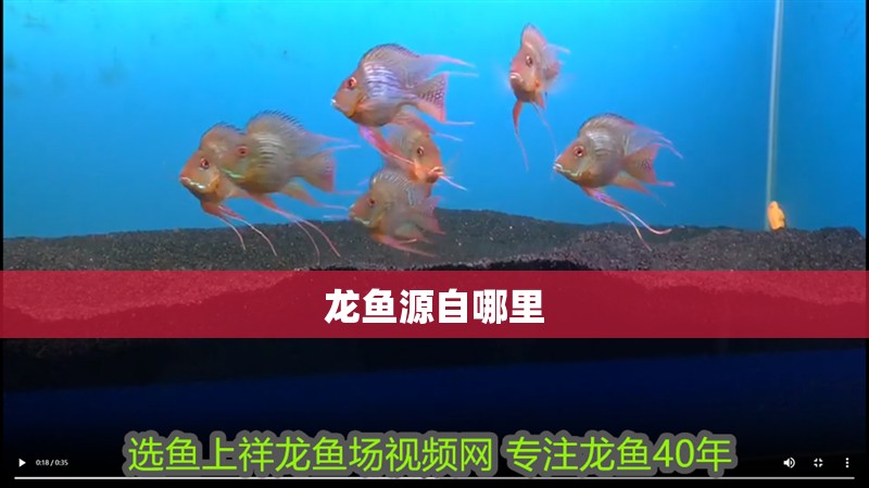 龍魚源自哪里