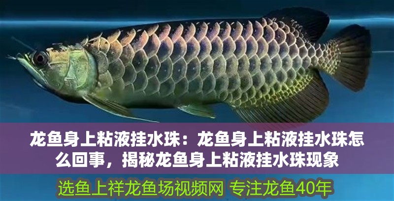 龍魚身上粘液掛水珠：龍魚身上粘液掛水珠怎么回事，揭秘龍魚身上粘液掛水珠現(xiàn)象