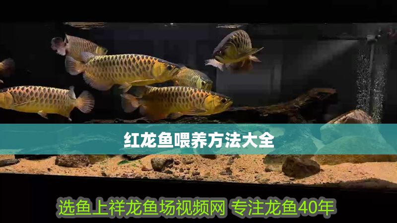 紅龍魚喂養方法大全