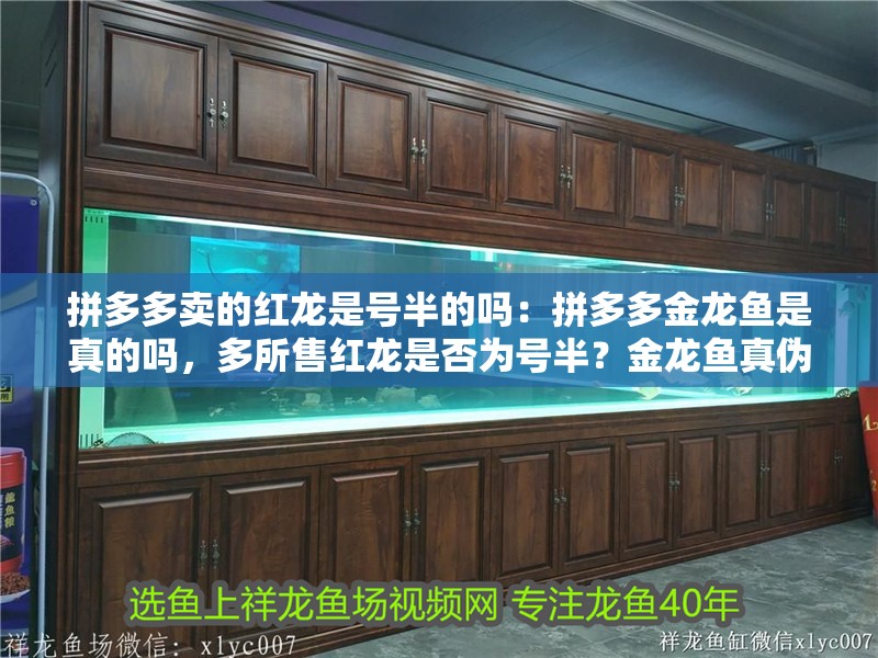 拼多多賣的紅龍是號半的嗎：拼多多金龍魚是真的嗎，多所售紅龍是否為號半？金龍魚真偽引