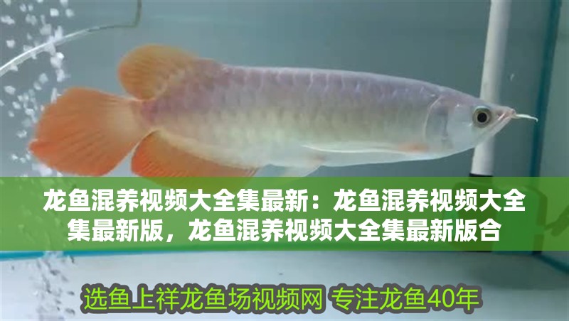 龍魚混養(yǎng)視頻大全集最新：龍魚混養(yǎng)視頻大全集最新版，龍魚混養(yǎng)視頻大全集最新版合