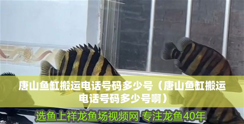 唐山魚缸搬運電話號碼多少號（唐山魚缸搬運電話號碼多少號啊） 唐山魚缸搬運電話號碼多少號（唐山魚缸搬運電話號碼多少號啊） 錦鯉魚百科 第1張