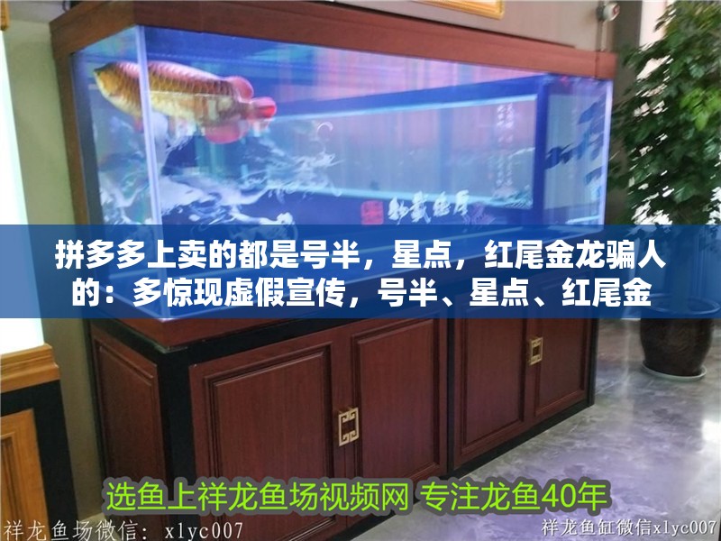 拼多多上賣(mài)的都是號(hào)半，星點(diǎn)，紅尾金龍騙人的：多驚現(xiàn)虛假宣傳，號(hào)半、星點(diǎn)、紅尾金