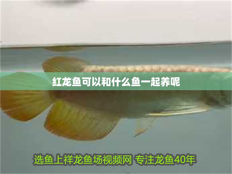 紅龍魚可以和什么魚一起養(yǎng)呢