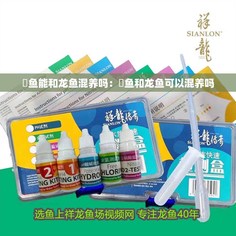 魟魚能和龍魚混養(yǎng)嗎：魟魚和龍魚可以混養(yǎng)嗎