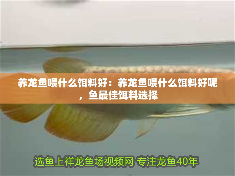 養龍魚喂什么餌料好：養龍魚喂什么餌料好呢，魚最佳餌料選擇