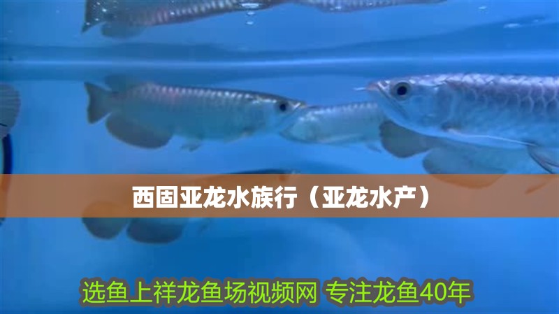 西固亞龍水族行（亞龍水產）