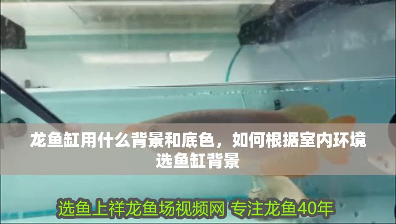 龍魚缸用什么背景和底色，如何根據室內環境選魚缸背景 龍魚缸用什么背景和底色，如何根據室內環境選魚缸背景 魚缸百科 第2張