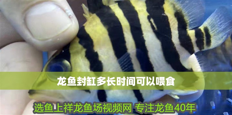 龍魚封缸多長時(shí)間可以喂食