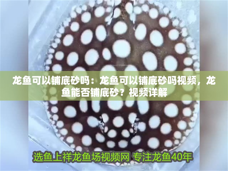 龍魚可以鋪底砂嗎：龍魚可以鋪底砂嗎視頻，龍魚能否鋪底砂？視頻詳解