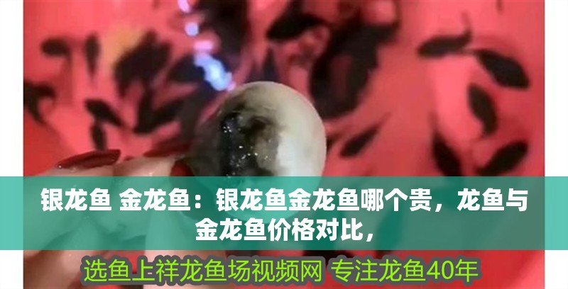 銀龍魚 金龍魚：銀龍魚金龍魚哪個貴，龍魚與金龍魚價格對比， 銀龍魚 金龍魚：銀龍魚金龍魚哪個貴，龍魚與金龍魚價格對比， 水族問答