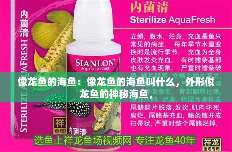 像龍魚的海魚:像龍魚的海魚叫什么,外形似龍魚的神秘海魚,
