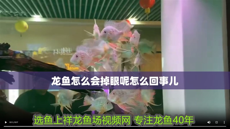 龍魚怎么會掉眼呢怎么回事兒