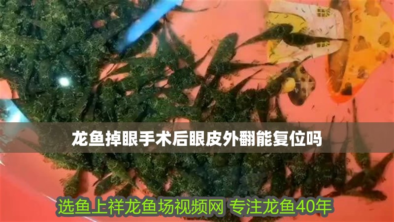 龍魚掉眼手術后眼皮外翻能復位嗎 龍魚掉眼手術后眼皮外翻能復位嗎 龍魚百科 第4張