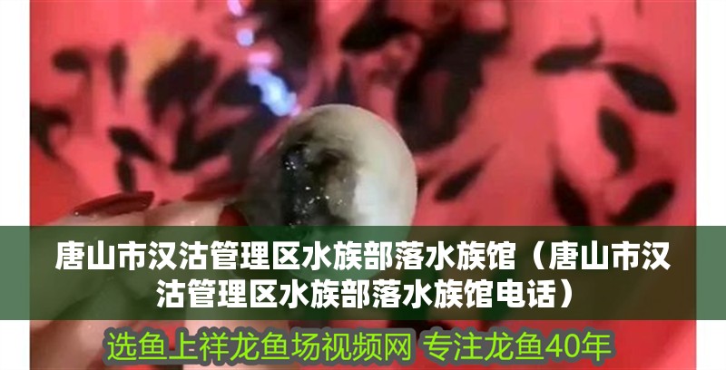 唐山市漢沽管理區(qū)水族部落水族館(唐山市漢沽管理區(qū)水族部落水族館電話) 全國水族館企業(yè)名錄 第2張 唐山市漢沽管理區(qū)水族部落水族館(唐山市漢沽管理區(qū)水族部落水族館電話) 唐山市漢沽管理區(qū)水族部落水族館(唐山市漢沽管理區(qū)水族部落水族館電話) 全國水族館企業(yè)名錄 第2張