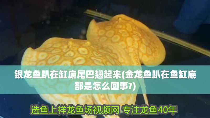 銀龍魚趴在缸底尾巴翹起來(金龍魚趴在魚缸底部是怎么回事?)