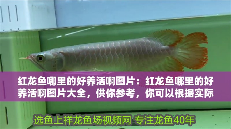 紅龍魚哪里的好養活啊圖片：紅龍魚哪里的好養活啊圖片大全，供你參考，你可以根據實際需求進行選擇，，探尋紅龍魚最佳飼養地，高清圖片全解析，揭秘！哪里的紅龍魚最好養活？海量圖片大賞，聚焦易養紅龍魚產地，超全圖片帶你了解 紅龍魚哪里的好養活啊圖片：紅龍魚哪里的好養活啊圖片大全，供你參考，你可以根據實際需求進行選擇，，探尋紅龍魚最佳飼養地，高清圖片全解析，揭秘！哪里的紅龍魚最好養活？海量圖片大賞，聚焦易養紅龍魚產地，超全圖片帶你了解 水族問答