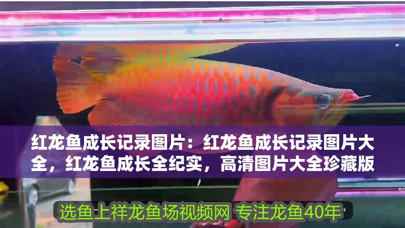 紅龍魚成長記錄圖片：紅龍魚成長記錄圖片大全，紅龍魚成長全紀(jì)實(shí)，高清圖片大全珍藏版 紅龍魚成長記錄圖片：紅龍魚成長記錄圖片大全，紅龍魚成長全紀(jì)實(shí)，高清圖片大全珍藏版 水族問答
