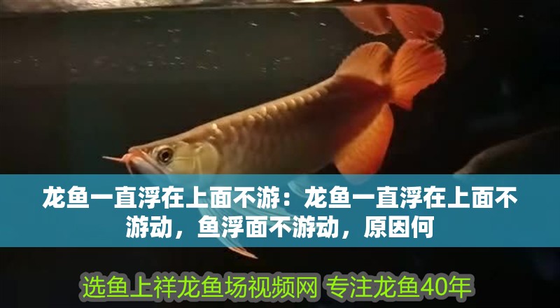 龍魚一直浮在上面不游：龍魚一直浮在上面不游動，魚浮面不游動，原因何