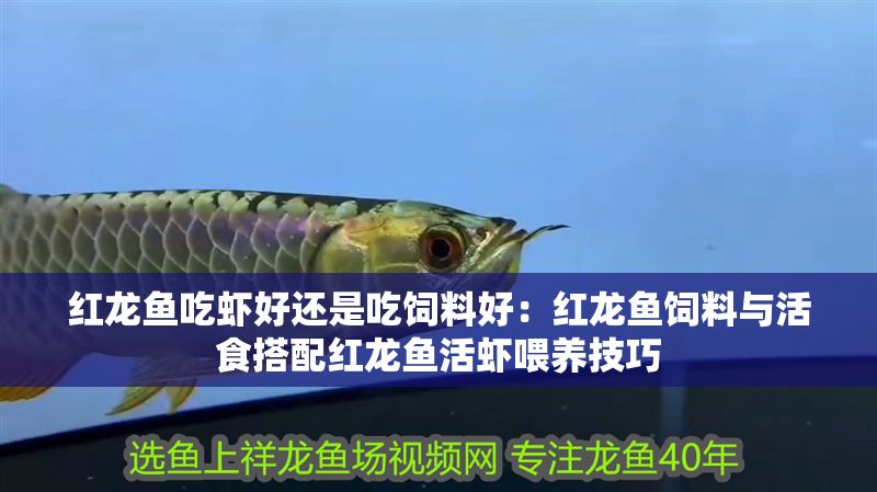 紅龍魚吃蝦好還是吃飼料好：紅龍魚飼料與活食搭配紅龍魚活蝦喂養技巧 紅龍魚吃蝦好還是吃飼料好：紅龍魚飼料與活食搭配紅龍魚活蝦喂養技巧 紅龍魚百科 第1張