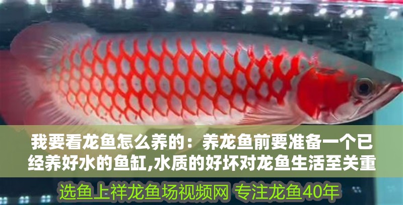 我要看龍魚怎么養的：養龍魚前要準備一個已經養好水的魚缸,水質的好壞對龍魚生活至關重要