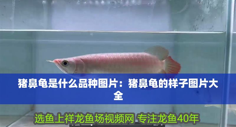 豬鼻龜是什么品種圖片：豬鼻龜的樣子圖片大全