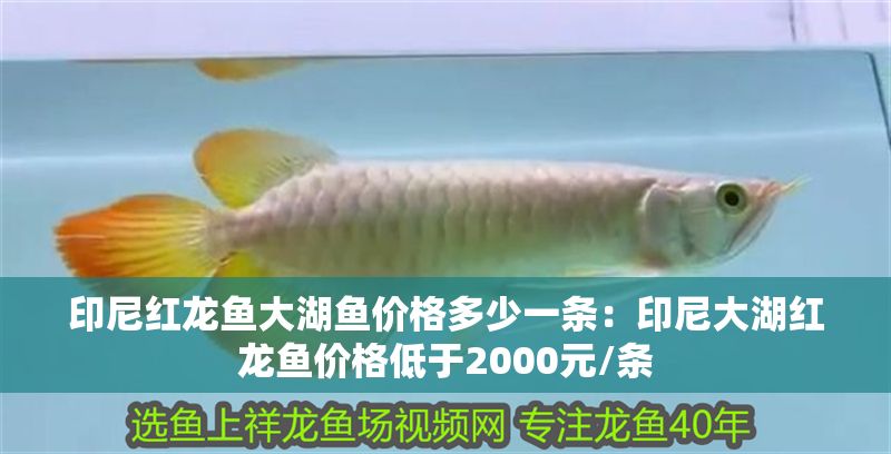 印尼紅龍魚大湖魚價格多少一條：印尼大湖紅龍魚價格低于2000元/條 印尼紅龍魚大湖魚價格多少一條：印尼大湖紅龍魚價格低于2000元/條 大湖紅龍魚百科 第2張