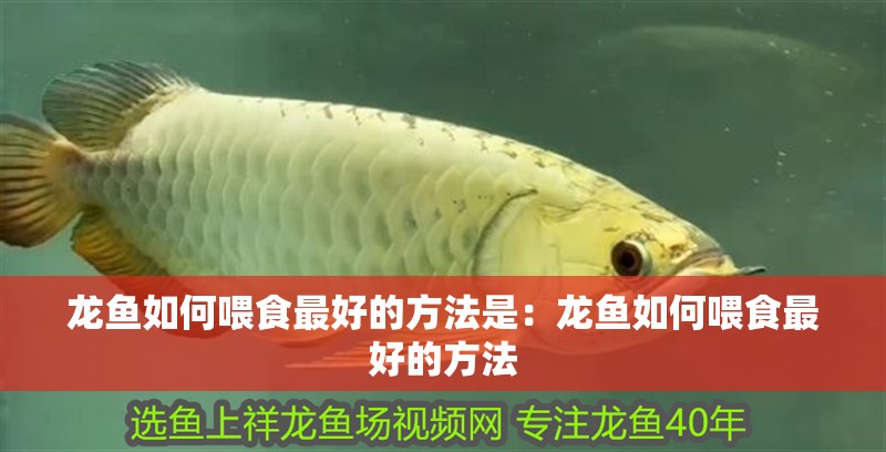 我的虎魚真菌感染了要怎么處理 龍魚如何喂食最好的方法是:龍魚如何喂食最好的方法 龍魚百科 龍魚如何喂食最好的方法是:龍魚如何喂食最好的方法 龍魚如何喂食最好的方法是:龍魚如何喂食最好的方法 龍魚百科