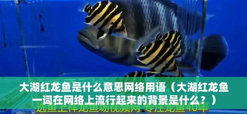 詳細(xì)閱讀:大湖紅龍魚(yú)是什么意思網(wǎng)絡(luò)用語(yǔ)(大湖紅龍魚(yú)一詞在網(wǎng)絡(luò)上流行起來(lái)的背景是什么?) 大湖紅龍魚(yú)是什么意思網(wǎng)絡(luò)用語(yǔ)(大湖紅龍魚(yú)一詞在網(wǎng)絡(luò)上流行起來(lái)的背景是什么?)