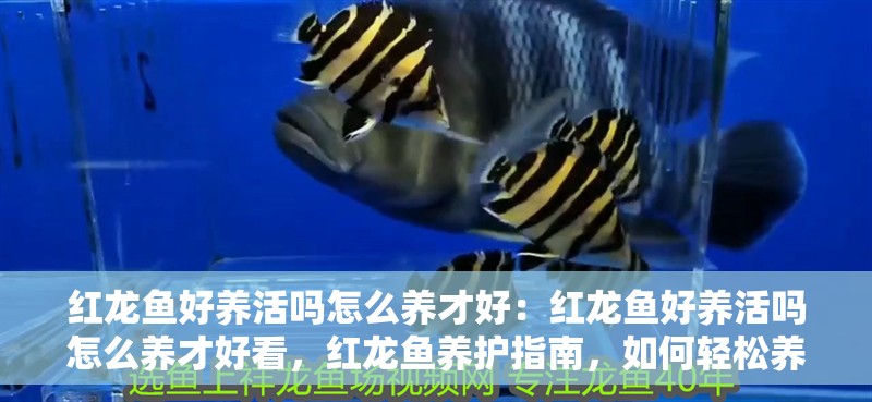 紅龍魚好養(yǎng)活嗎怎么養(yǎng)才好：紅龍魚好養(yǎng)活嗎怎么養(yǎng)才好看，紅龍魚養(yǎng)護(hù)指南，如何輕松養(yǎng)好且觀賞性更佳